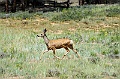 Bryce Canyon-Viaggi_Animali